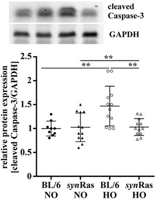 Protection of Oligodendrocytes Through Neuronal Overexpression of the Small GTPase Ras in Hyperoxia-Induced Neonatal Brain Injury